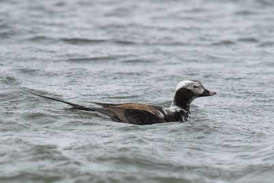 ijseend - long-tailed duck