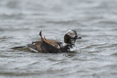 ijseend - long-tailed duck