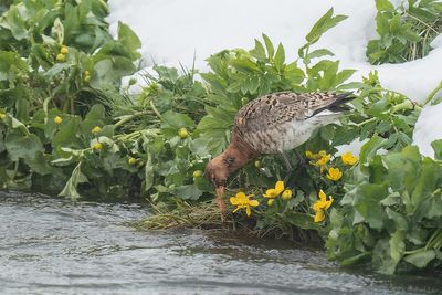 IJslandse grutto - Icelandic bar-tailed godwit