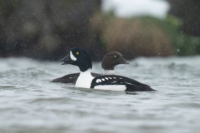 IJslandse brilduiker - Barrow's goldeneye