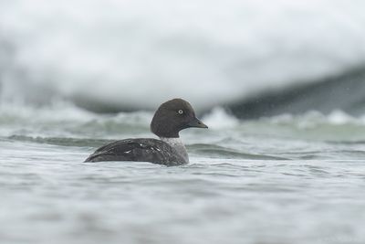 IJslandse brilduiker - Barrow's goldeneye