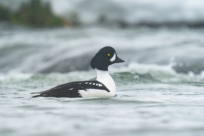 IJslandse brilduiker - Barrow's goldeneye