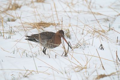 IJslandse grutto - Icelandic bar-tailed godwit