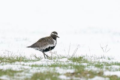 goudplevier - golden plover