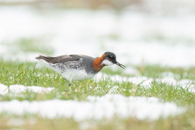 grauwe franjepoot - red-necked pharlarope