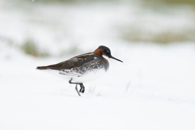 grauwe franjepoot - red-necked pharlarope