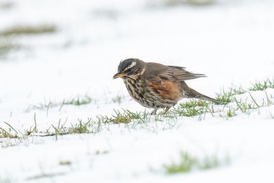 IJslandse koperwiek - Icelandic redwing