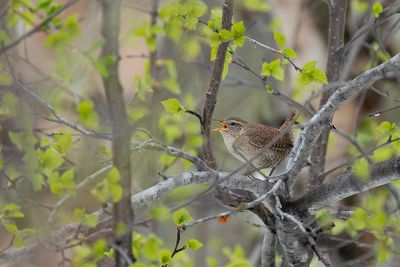 IJslandse winterkoning - Icelandic wren