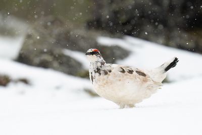 alpensneeuwhoen - rock ptarmigan