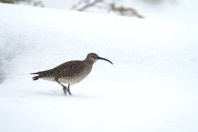 regenwulp - Eurasian whimbrel