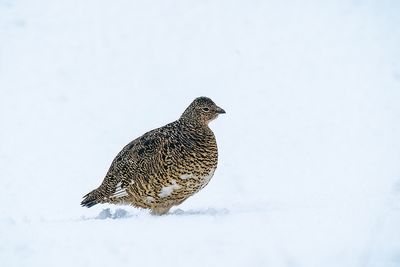 alpensneeuwhoen - rock ptarmigan
