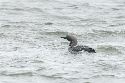 parelduiker - black-throated diver