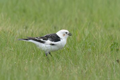 sneeuwgors - snowbunting