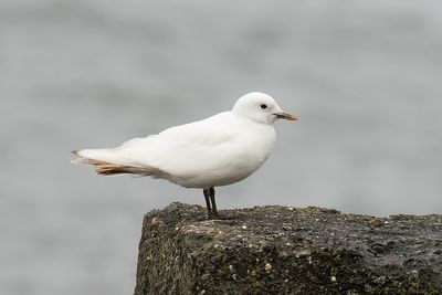 ivoormeeuw - ivory gull