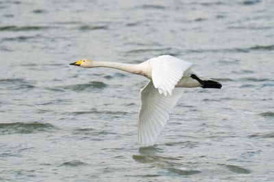 wilde zwaan - whooper swan