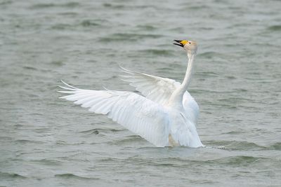 wilde zwaan - whooper swan