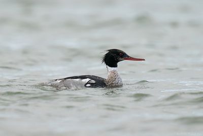 middelste zaagbek - red-breasted Merganser