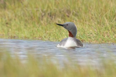 roodkeelduiker - red-throated diver IJsland