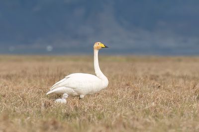 wilde zwaan - whooper swan