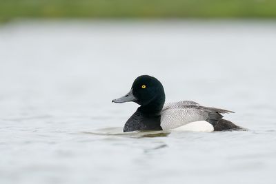 topper - greater scaup
