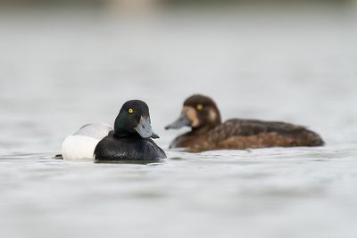 topper - greater scaup