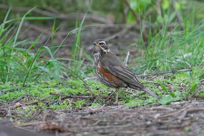 IJslandse koperwiek - Icelandic redwing