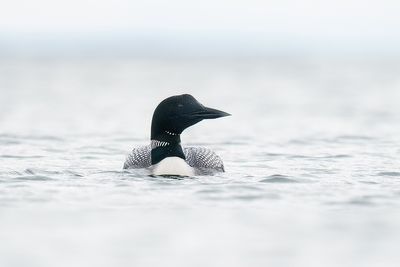 ijsduiker - common loon