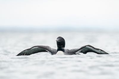 ijsduiker - common loon