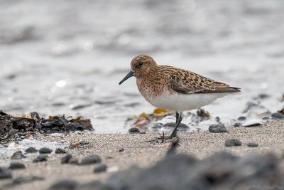 drieteenstrandloper - sanderling