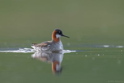 grauwe franjepoot - red-necked pharlarope