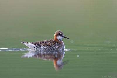 grauwe franjepoot - red-necked pharlarope