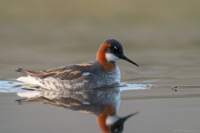 grauw franjepoot - red-necked pharlarope