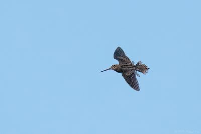 watersnip - common snipe
