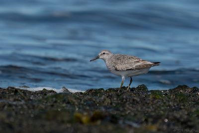kanoet- red knot