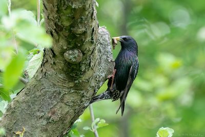 spreeuw - starling