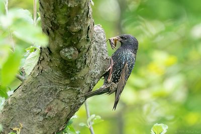 spreeuw - starling