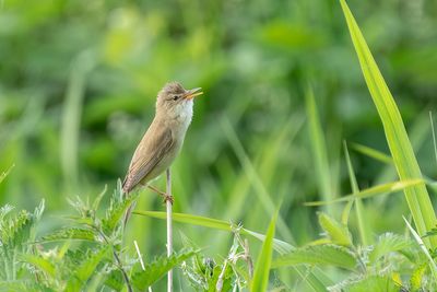 bosrietzanger - marsh warbler