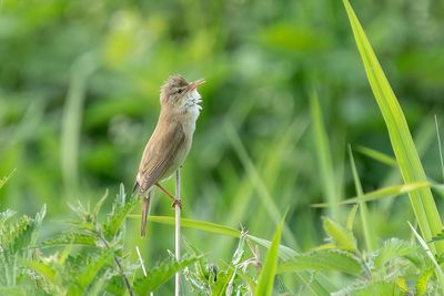 bosrietzanger - marsh warbler