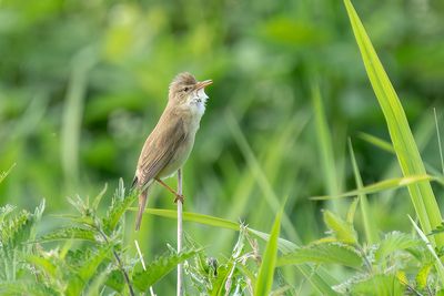 Bosrietzanger - Marsh Warbler