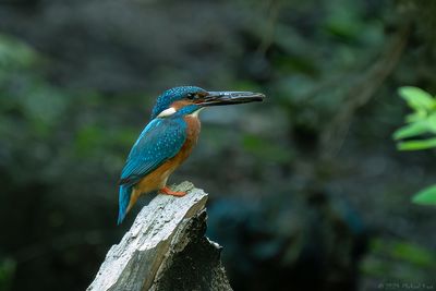 ijsvogel - kingfisher