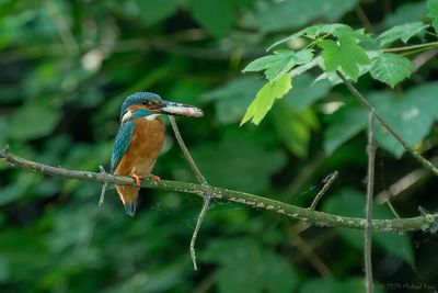 ijsvogel - kingfisher