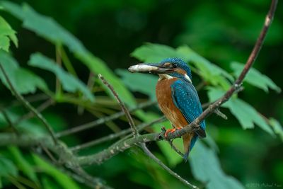 ijsvogel - kingfisher