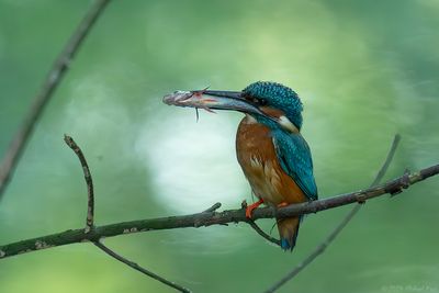 ijsvogel - kingfisher