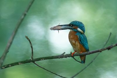 ijsvogel - kingfisher