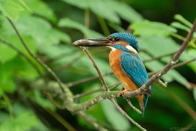 ijsvogel - kingfisher