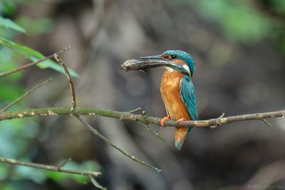 ijsvogel - kingfisher