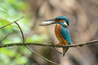 ijsvogel - kingfisher