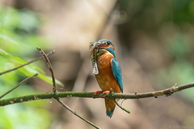 ijsvogel - kingfisher