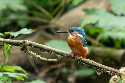 ijsvogel - kingfisher