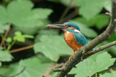 ijsvogel - kingfisher